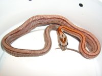 HN Baby A Stripe EATS-1.jpg