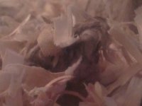 nagini unclean 3.jpg