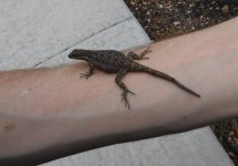 FenceLizard.JPG