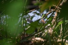 DSC_0103_black_snake_resize.jpg