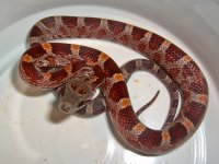 Aji A First Feed-2.jpg