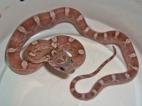 Aji K First Feed-3.jpg