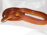 rufus 3 - blue - eat.jpg