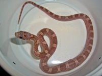 Aji I First Feed-2.jpg