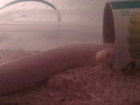 new tank2.jpg