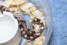 IMG_6477 Amber Blood (50%  Plasma) .JPG