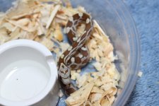 IMG_6477 Amber Blood (50%  Plasma) (3) .JPG