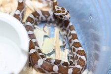 IMG_6482 Amber (Het Blood)(50% Plasma)  .JPG