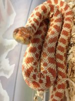 hoggy122013 010.JPG