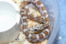 IMG_6482 Amber (Het Blood)(50% Plasma)  (2) .JPG