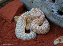 A Mojave.jpg