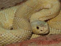 albino-scut.jpg