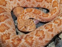 caramel-atrox.jpg
