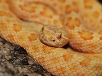 albino-viridis.jpg