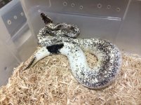 Oreo.jpg