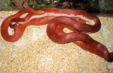 2013 snakes.jpg