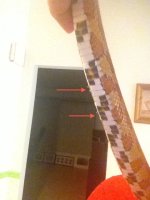 flaking scales.jpg
