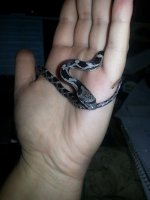baby snake 1.jpg