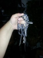 baby snake 2.jpg