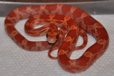 Lava het Amel Orchid Stripe.JPG