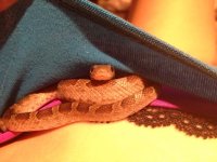 snake1.jpg