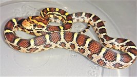 ph scaleless (2).jpg