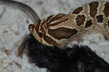 DSC_9822.jpg