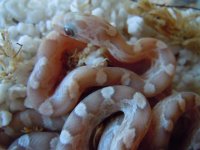 DSCN4693.JPG