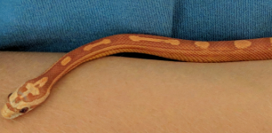 Cornsnake 2.PNG