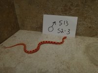 513 s2-3 male amel.JPG