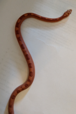 Cornsnake 1.PNG