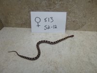 513 s2-12 female.JPG