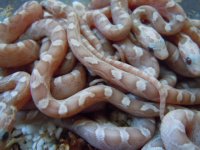 DSCN4705.JPG