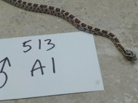 513 a1.JPG