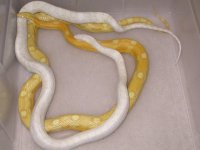 Buttermint X Butter Hur Motley h Anery (DP115).jpg