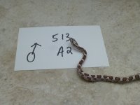 513 A2.JPG