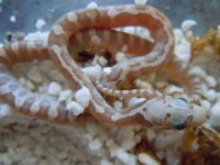 DSCN4708.JPG