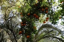 tangerines_2021_01.jpg