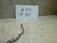 513 A4 .JPG
