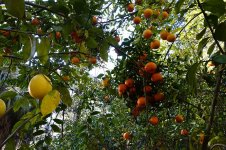 tangerines_2021_02.jpg