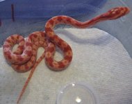 redcorn babies714 017.JPG