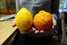 citrus_large_01.jpg