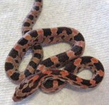 redcorn babies714 004.JPG