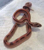 redcorn babies714 009.JPG