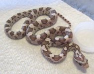 redcorn babies714 011.JPG