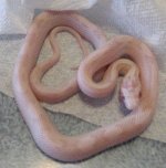 redcorn babies714 026.JPG