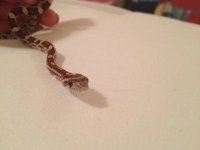 ImageUploadedByTapatalk1415859699.374781.jpg ImageUploadedByTapatalk1415859699.374781.jpg
