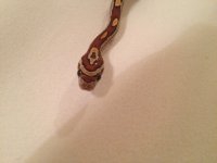 ImageUploadedByTapatalk1415859747.044407.jpg ImageUploadedByTapatalk1415859747.044407.jpg