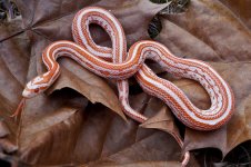 Big Moose January 2014-4.jpg