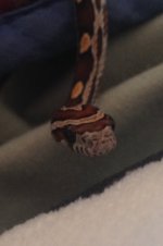 ImageUploadedByTapatalk1415859834.831102.jpg ImageUploadedByTapatalk1415859834.831102.jpg